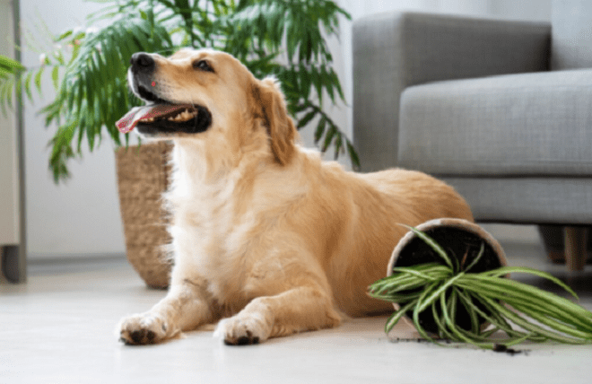 Seasonal Pet Grooming Tips to Keep Your Pet Healthy Year-Round